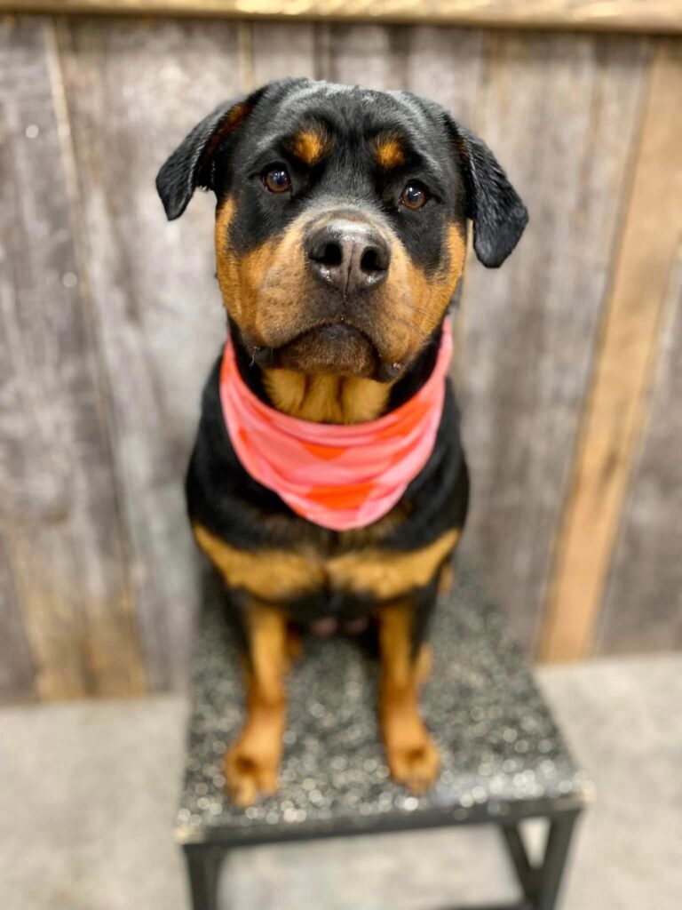 cute dog looking at camera