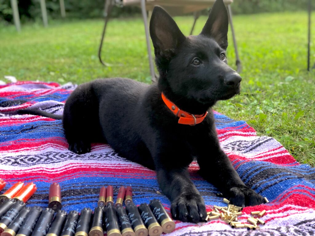 Cute puppy laying on picnic blanket