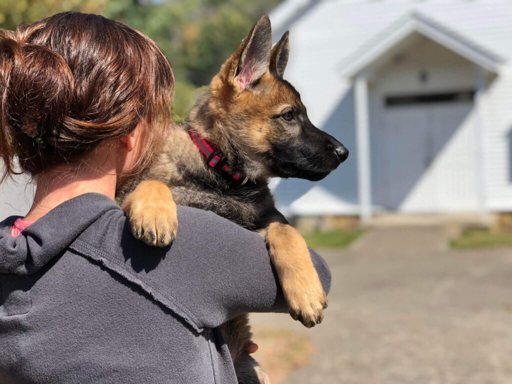 woman holding german shepherd puppy