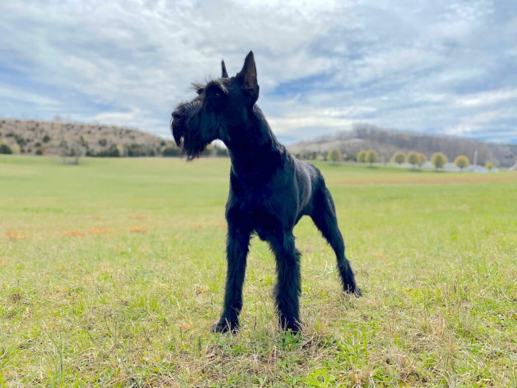black dog standing in field