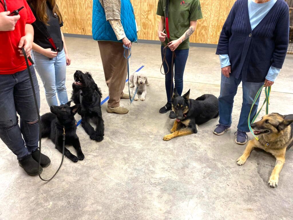 dogs laying in circle with their owners
