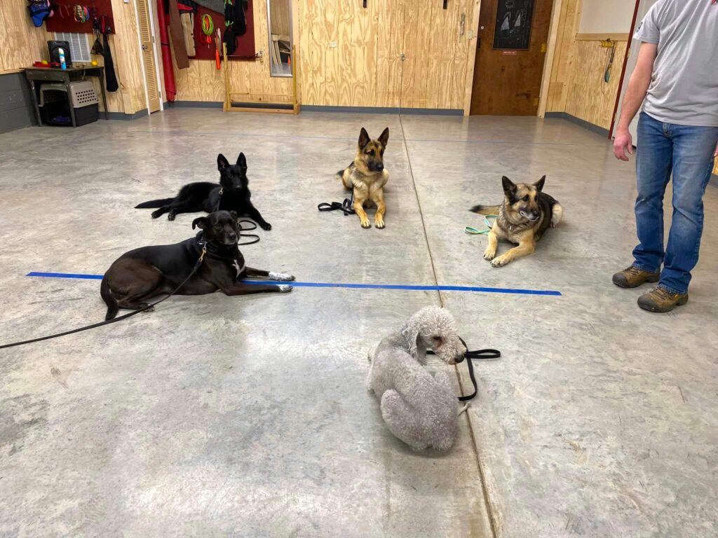 dogs laying down in a circle