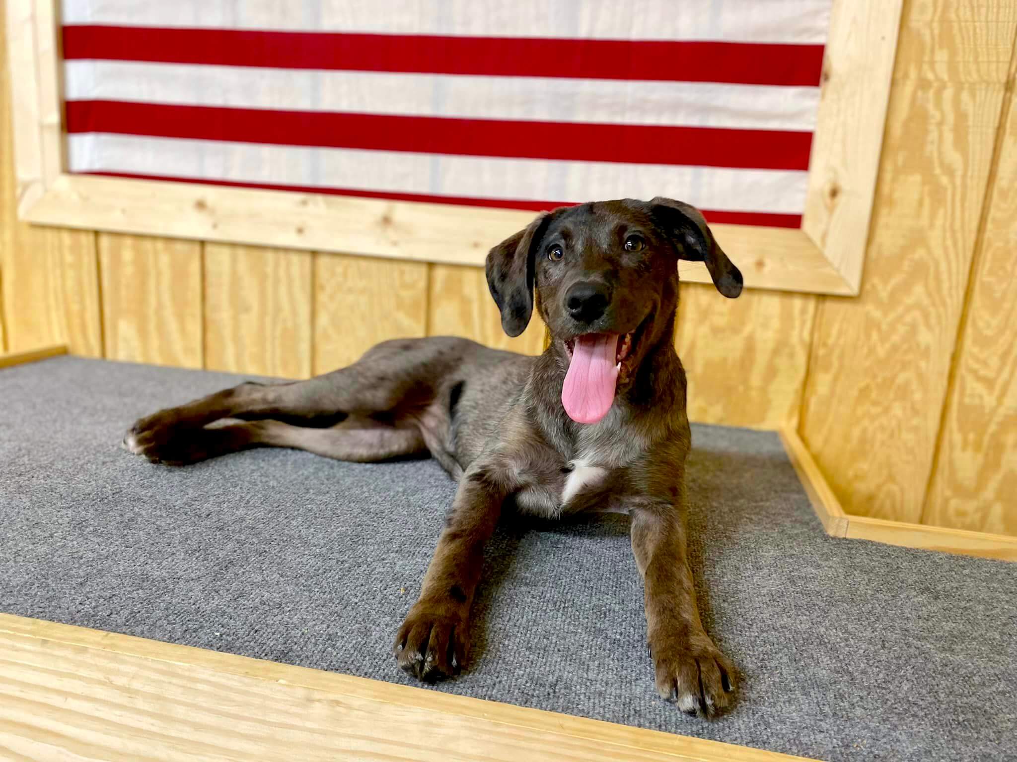 dog laying on platform