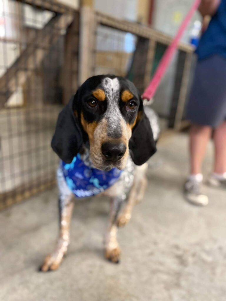 cute dog looking at camera