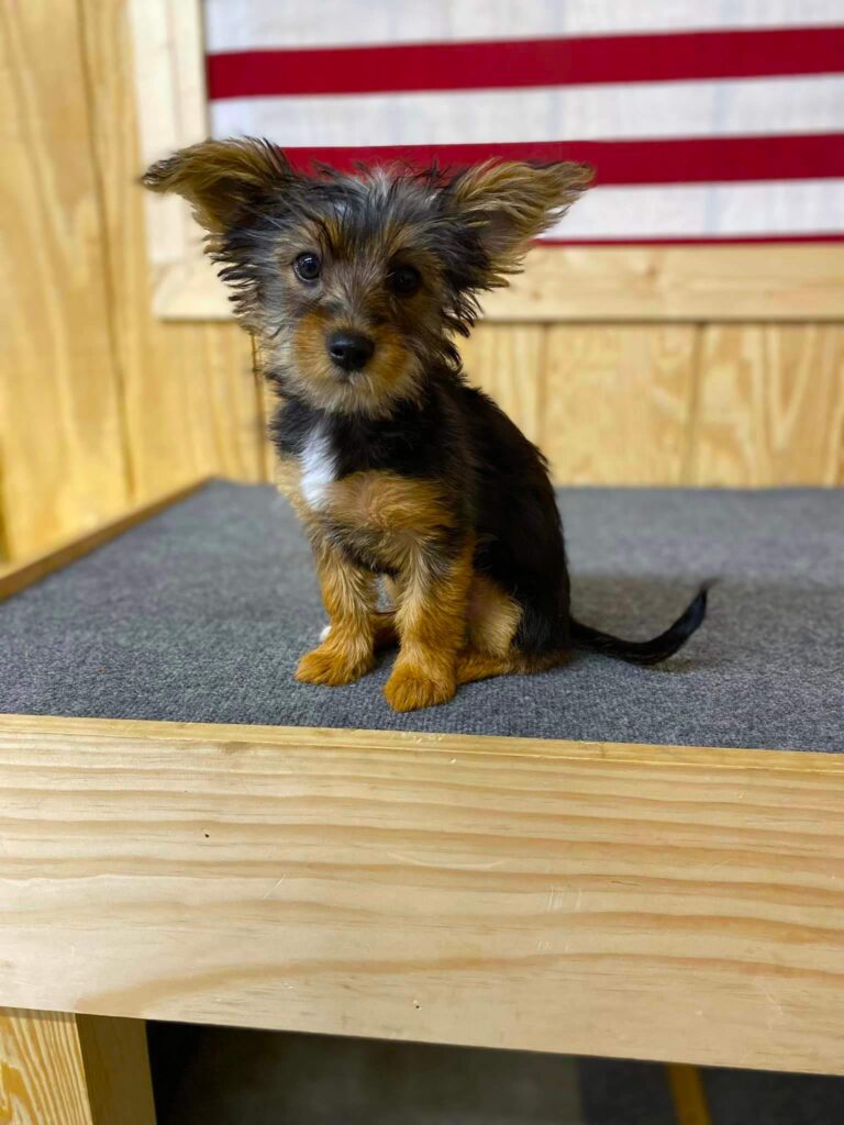 cute puppy sitting on table