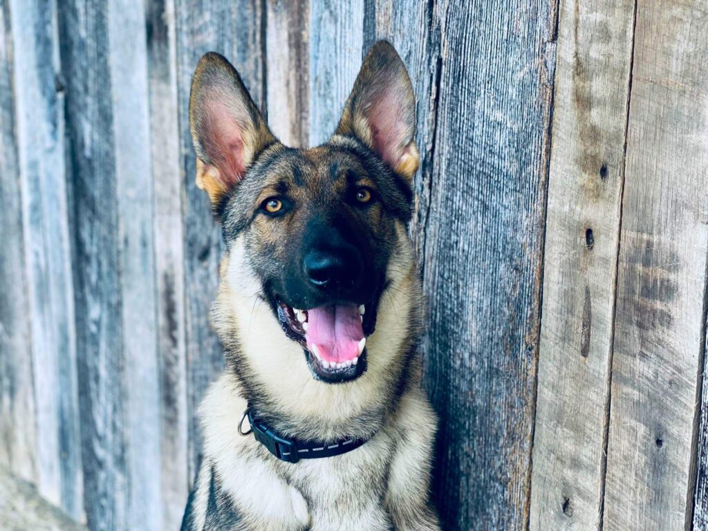 german shepherd headshot