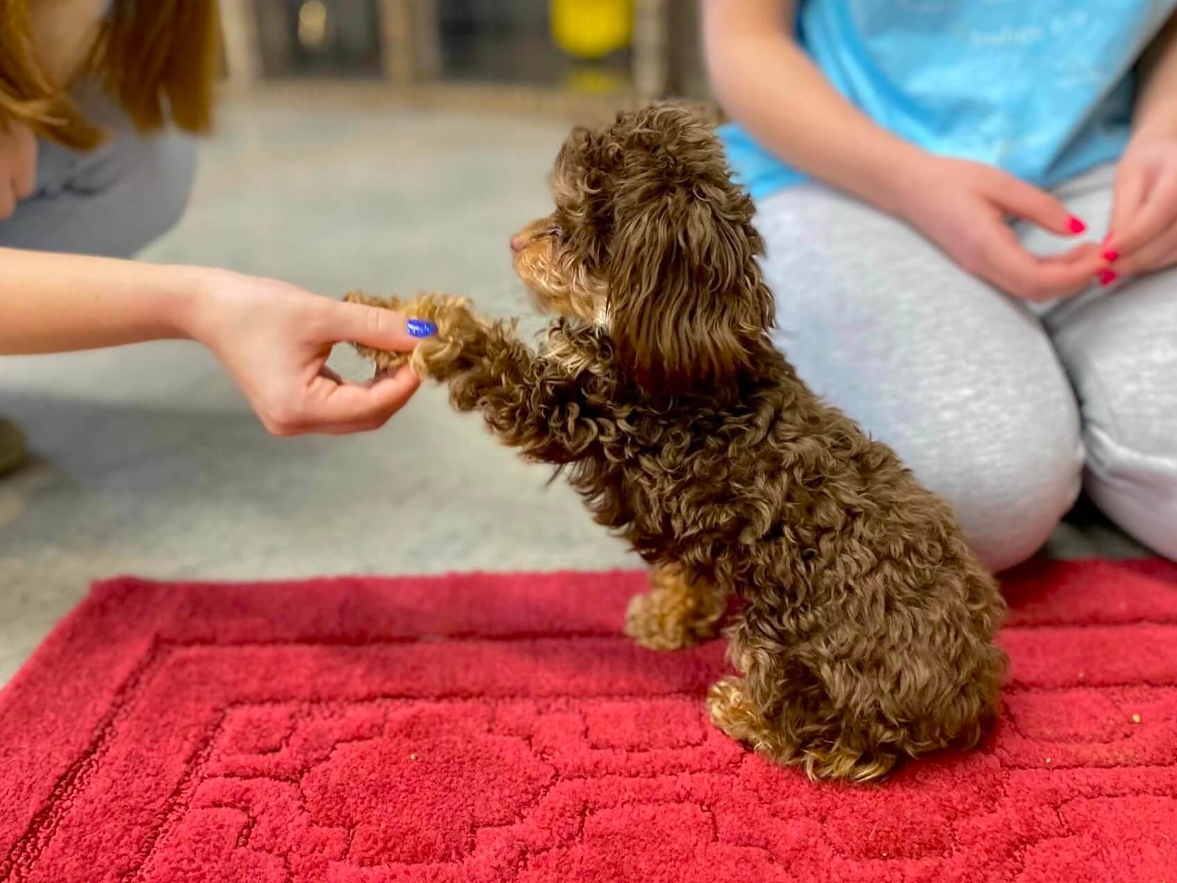 hand holding puppies paw