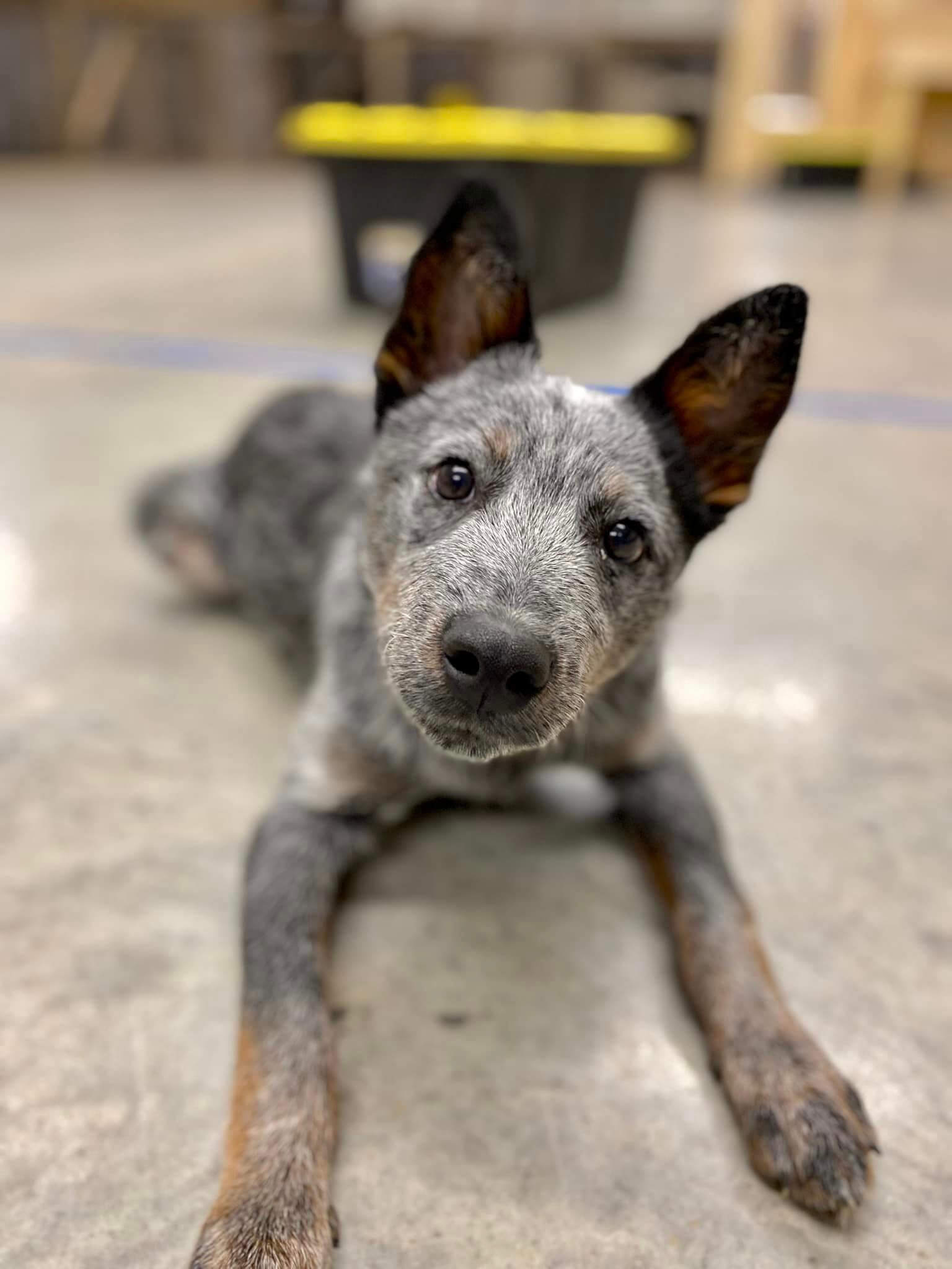 curious puppy looking a camera