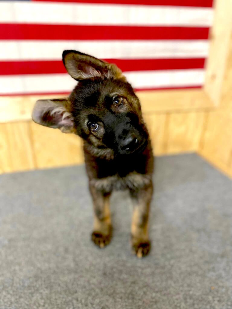 curious puppy looking at camera