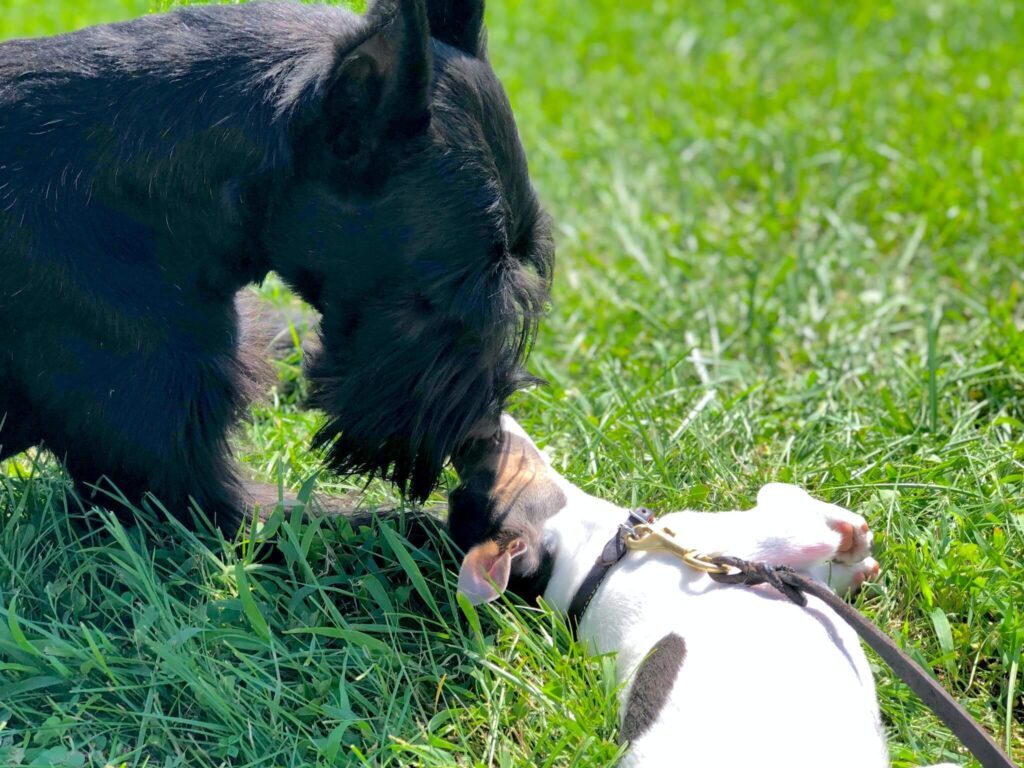 puppies playing