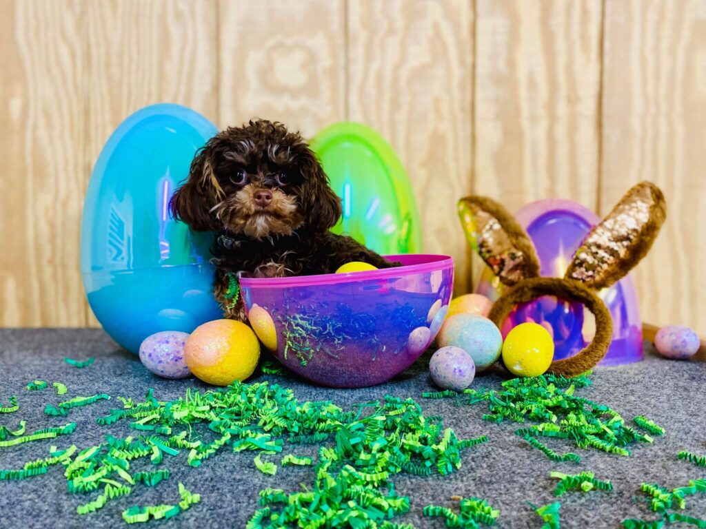 cute puppy surrounded by Easter eggs