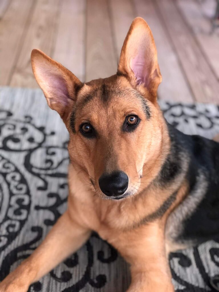 german shepherd looking up at camera