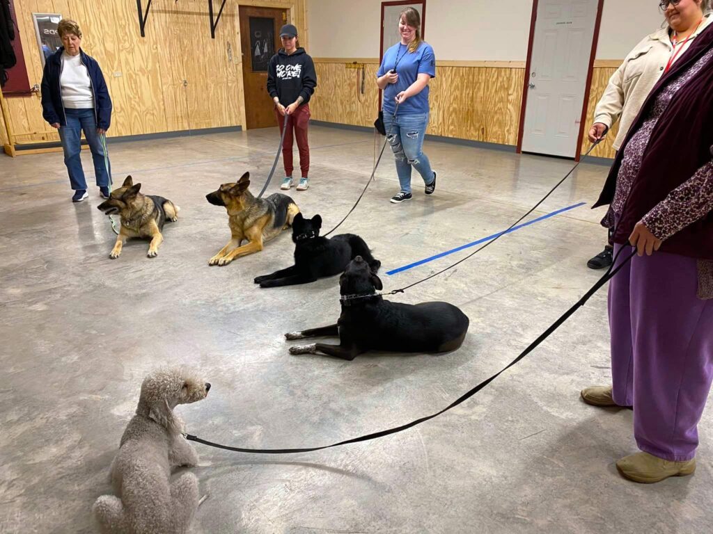 dogs and their owners standing while they lay down